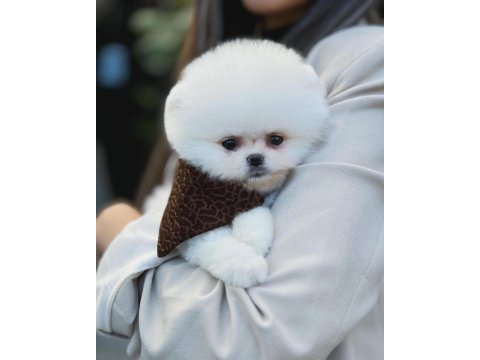 Teddy bear pomeranian boo
