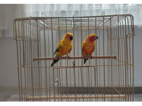 Güneş konur (portakal caique ile takas kabul edilir)