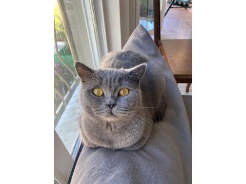 Scottish fold ve british kedisi