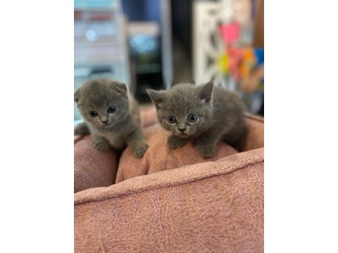 Scottish fold yavrumuz