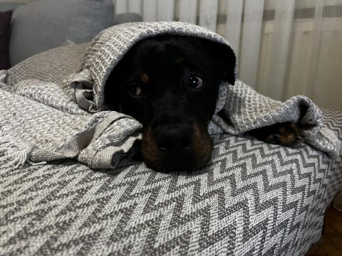 Rottweiler kızımızı ailevi sorunlardan kaynaklı