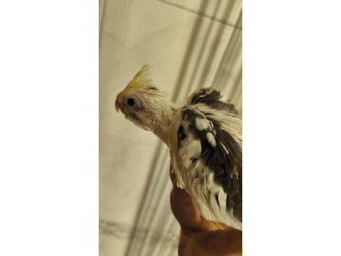 Sultan yavruları 2 aylik ele omuza gelir uygun değildir