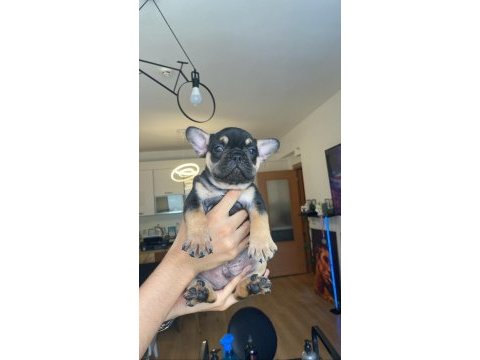 French bulldog tüm renkler