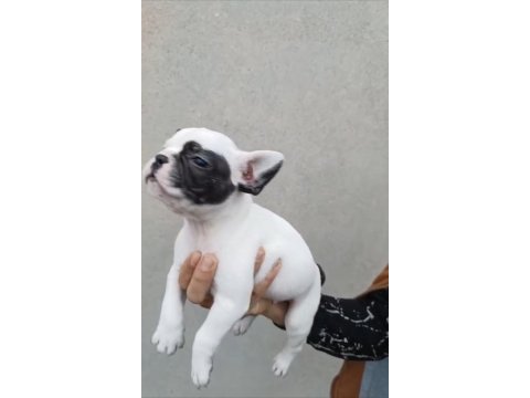 İngiliz bulldog