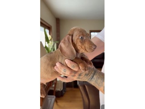 Egzotik mavi gözlü aşılı dachshund yavrumuz çiftlik
