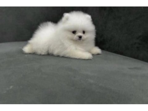 Pomeranian boo beyaz
