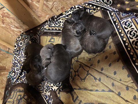 French bulldog yavru köpekler