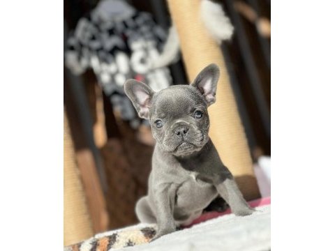 Blue french bulldog yavrularımız