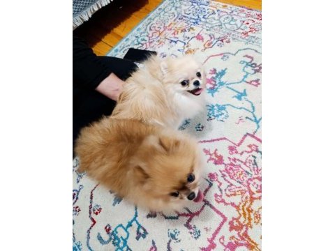 Eşleşme tecrübeli teacup pomeranian boo dişimiz