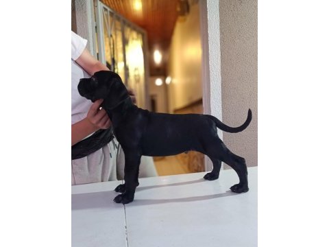 A scr fci-kif kayıtlı cane corso