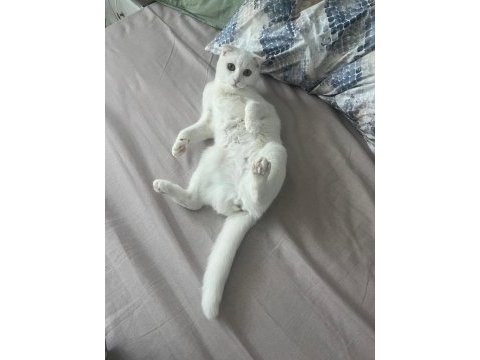 Şımarık nazlıcan scottish fold