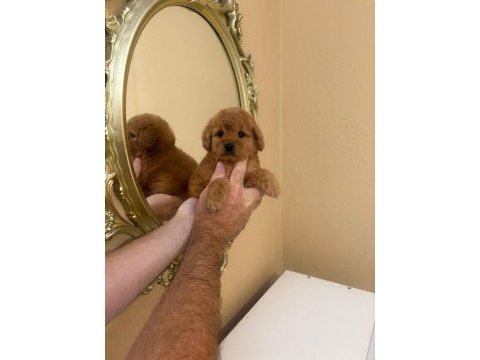 Toy poodle kore