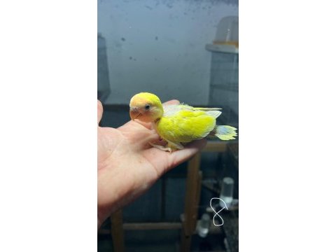 Ele alışkın ve ele alıştırmalık sağlıklı yavru papağanlar