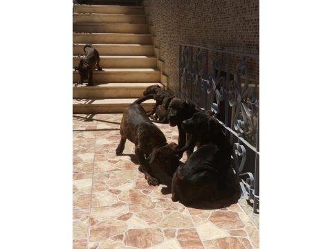 A class presa canario yavruları