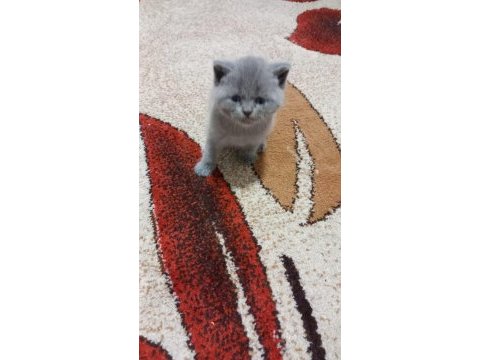 Scottish fold kedilerin yeni yuvalarını arıyoruz