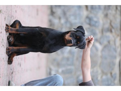 A şecereli 8 aylık dişi rottweiler
