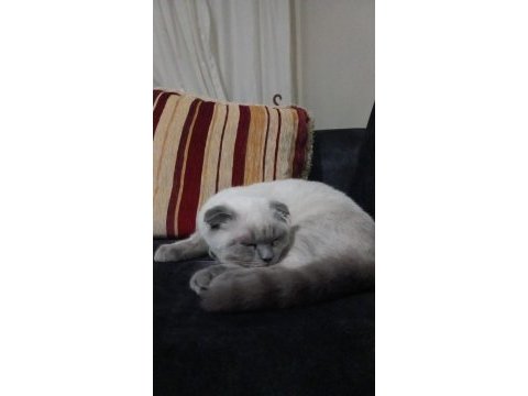 Cins kedimiz 4 aylık erkek scottish fold