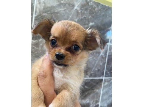 Elma kafa minyatür chihuahua
