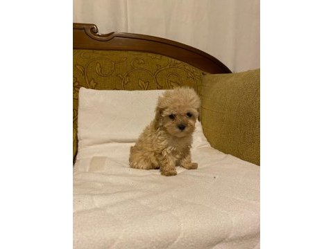 Apricot poodle yavrularımız