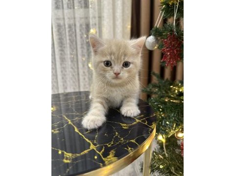 British shorthair yavru kediler