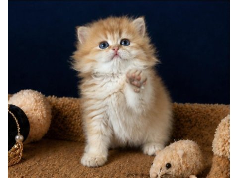 British shorthair ve longhair golden yavrular