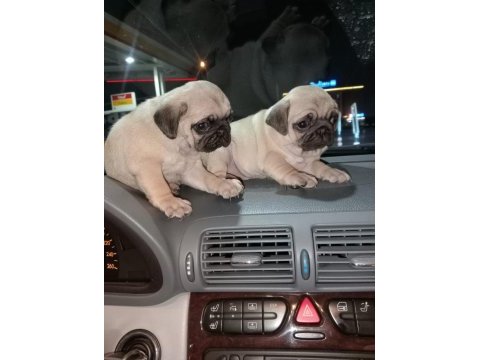 Muhteşem pug mops bebekler