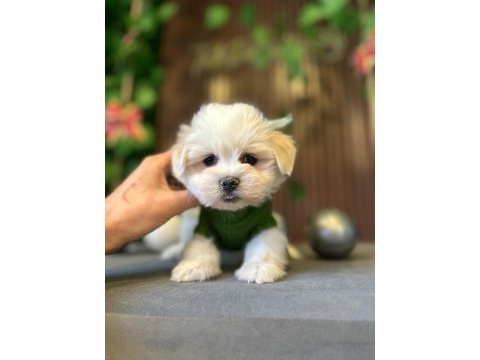 Maltese terrier yavrularımız