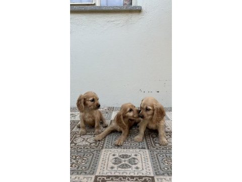 Kızıl renk english cockerlar
