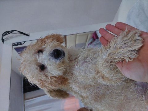 Minyatür poodle