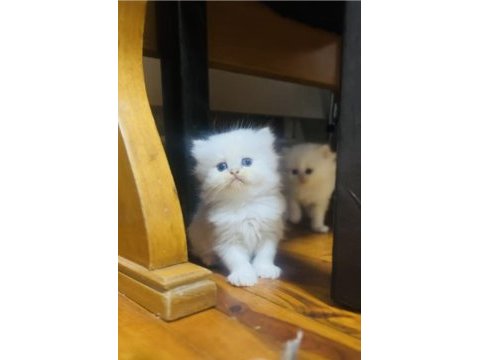 Pofuduk oyıncak tipinde sevimli bebek kediler