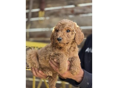 Giant (dev) poodle yavruları burkemden