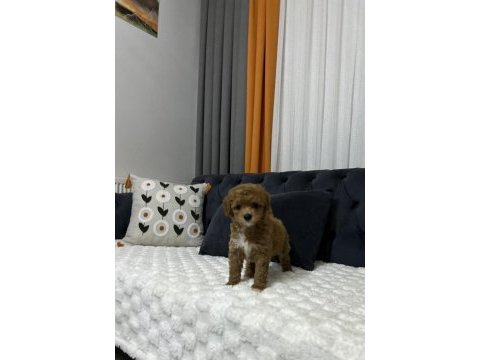 Toy poodle ev ortamından