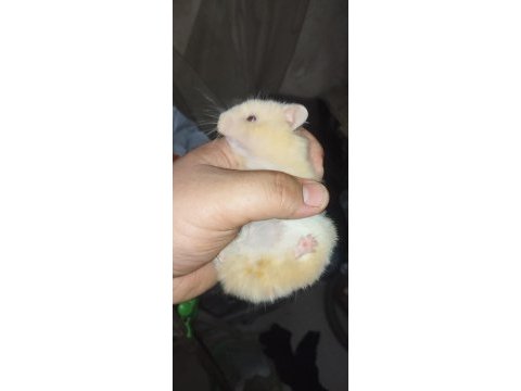 Uzun tüy teddy bear hamster yavrular
