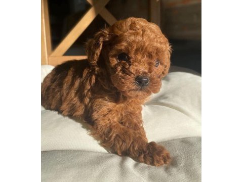 Safkan ırk garantılı poodle bebekler