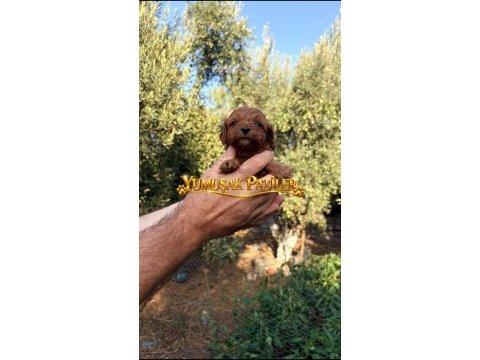 Red toy poodle