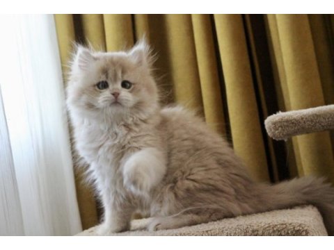 Pofuduk ayıcık british longhair