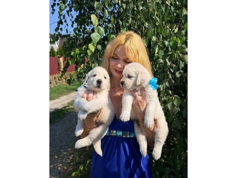 Golden retriever adrese teslim hizmetimiz vardır