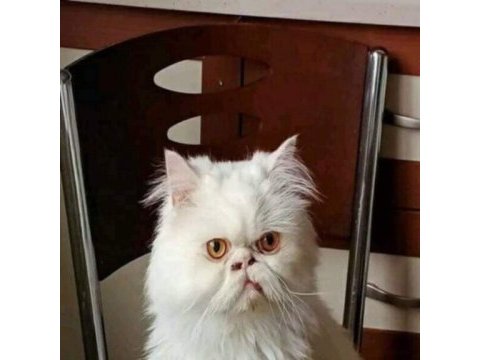 Beyaz iran persian dişi