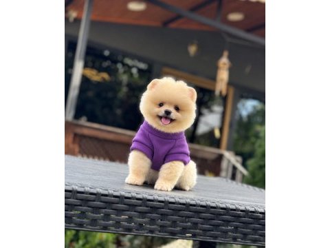 Pomeranian boo yavrularımız