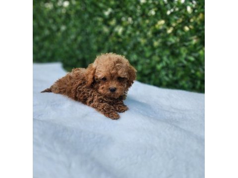 Aşılı pasaportlu mikroçipli maltipoo yavrularımız 