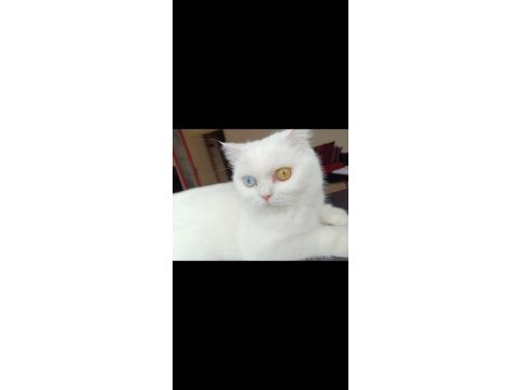Dünyalar güzeli british shorthair odd eyes sütlacım