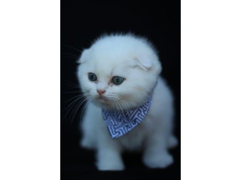 Akkuş üretim çiftliğinden scottish fold yavruları