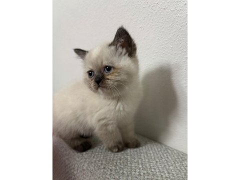 Safkan bebekler teslime hazır kedimiz