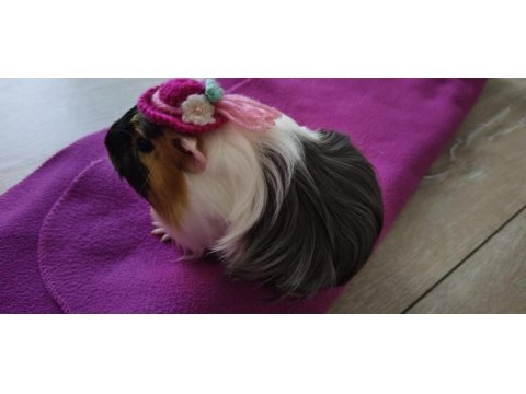 Ekim doğumlu dişi ginepig