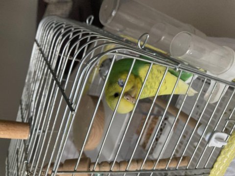 1 yaşında dişi yeşil sarı renk muhabbet kuşu
