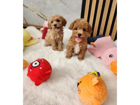 Ruhsatlı köpek çiftliğinden maltipoo yavrularımız 