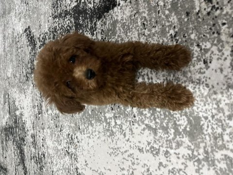 Toy poodle bebeklerimiz