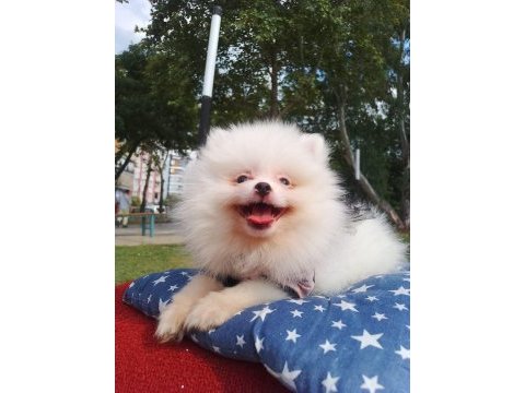 A kalite pomeranian yavrularımız