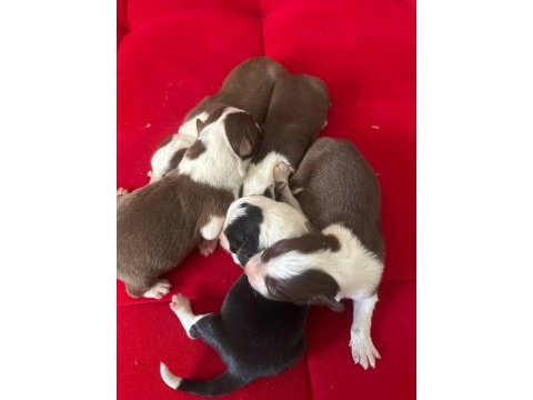 Şeker köpekler bunlar