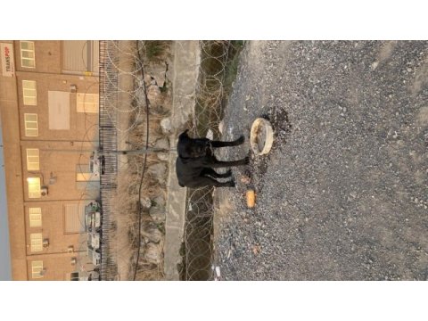 Cane corso yavruları bir ay sonra doğum